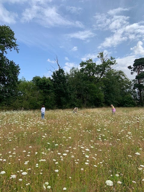 Meadow Open Day 12th August