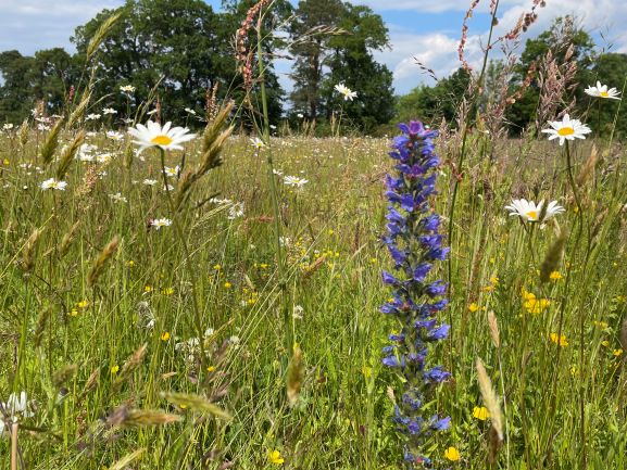 Wildflower Identification Workshop