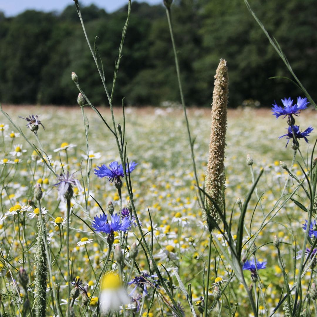 Meadow Volunteer Days