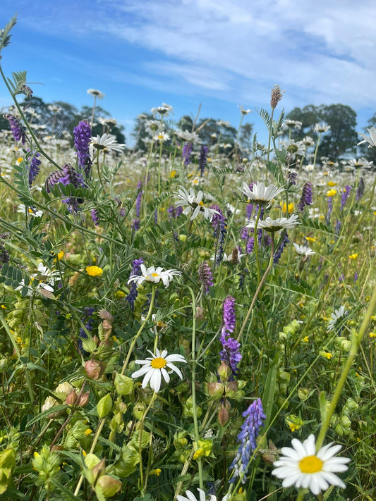 Nature Positive: can business really be good for nature?