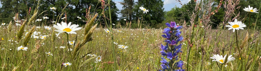 How to Create a Wildflower Meadow