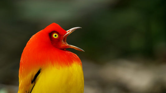 My week as a Bowerbird
