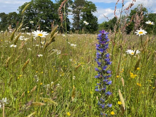 Herbal Tea Grown in Scotland: From Our Meadow to Your Teapot