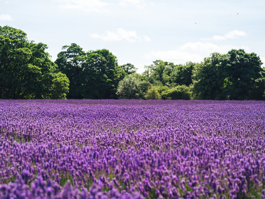 Essential Oils: essentially unsustainable?