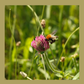 Wildflower Seeds