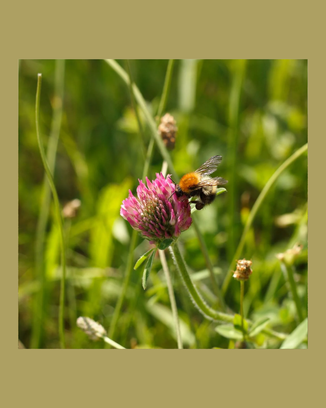 Wildflower Seeds