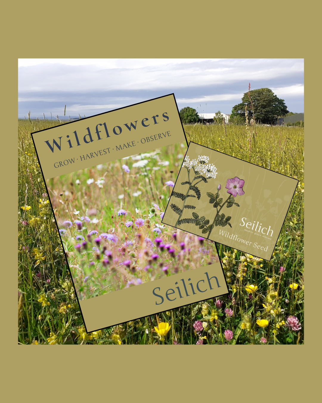 Wildflower Seeds