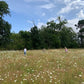 Meadow Open Day 12th August