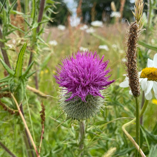 Wildflower Identification Workshop