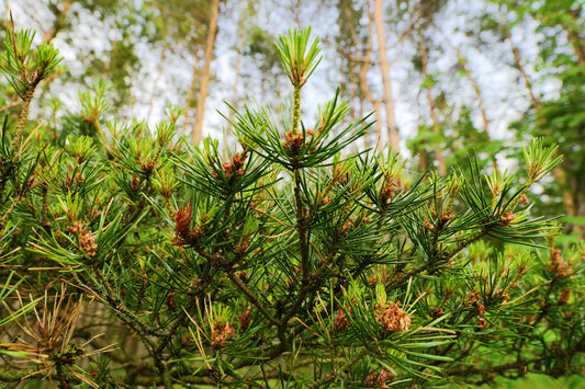 Scots Pine Hydrosol