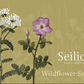 Wildflower Seeds