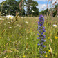 Wildflower Identification Workshop