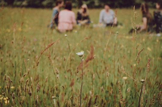 Make you Own Skincare Products from Meadow Grown Wildflowers