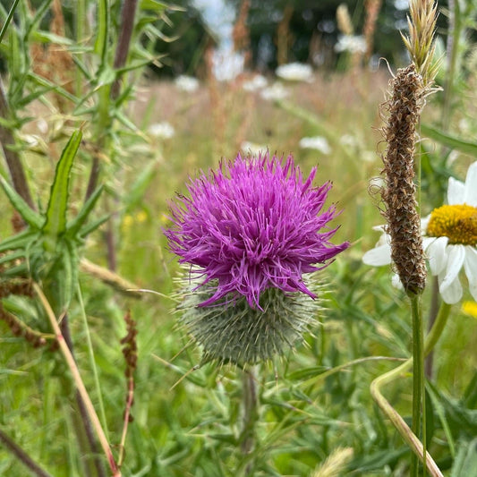 Sponsor a Wildflower Meadow