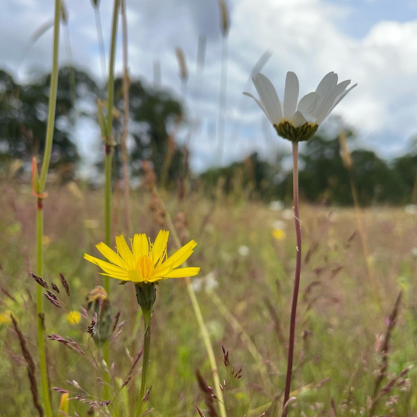 wildflower seeds scotland Sponsor a Wildflower Meadow in Scotland – Seilich