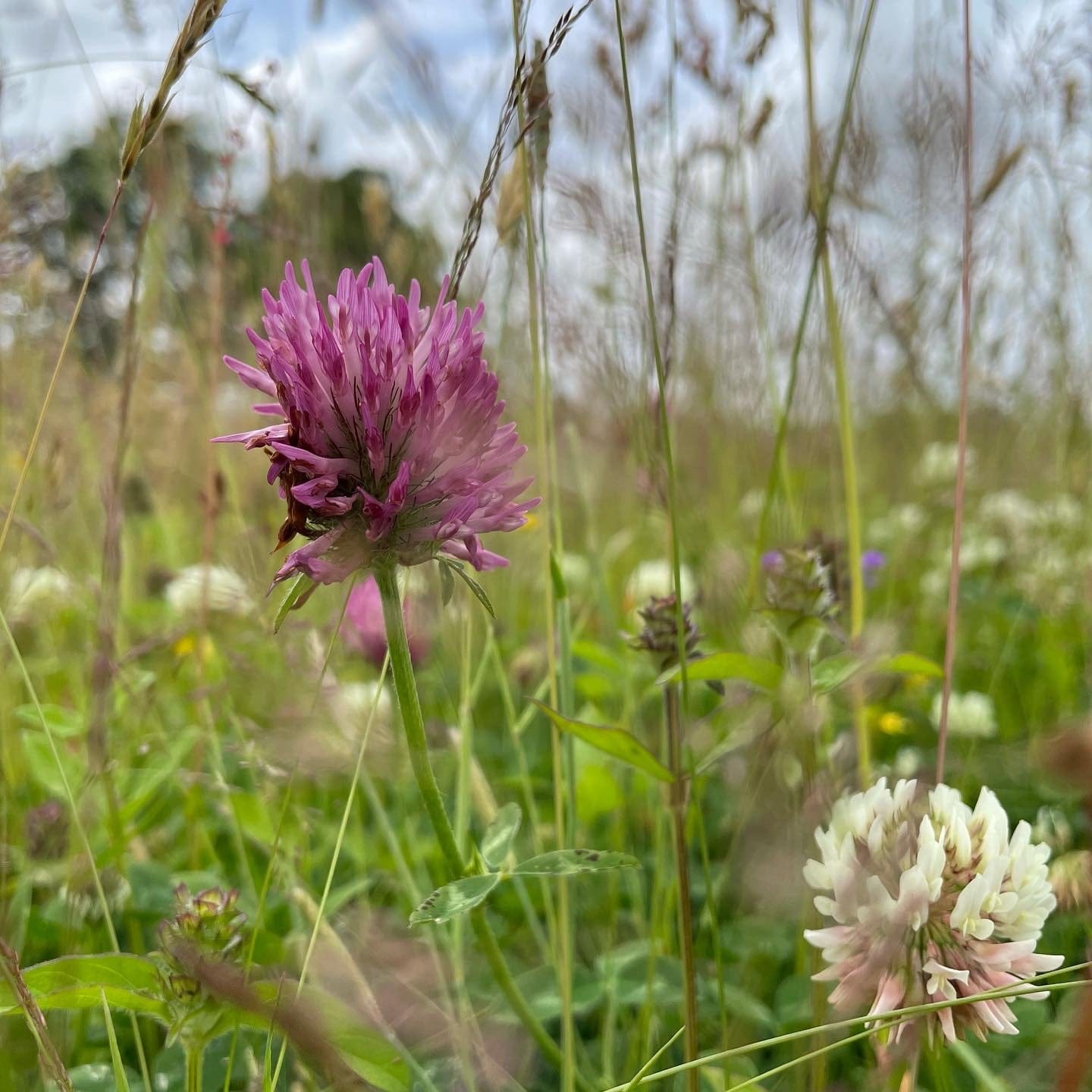 Sponsor a Wildflower Meadow