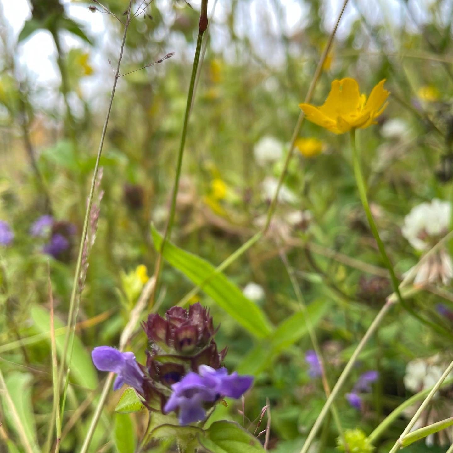 Sponsor a Wildflower Meadow